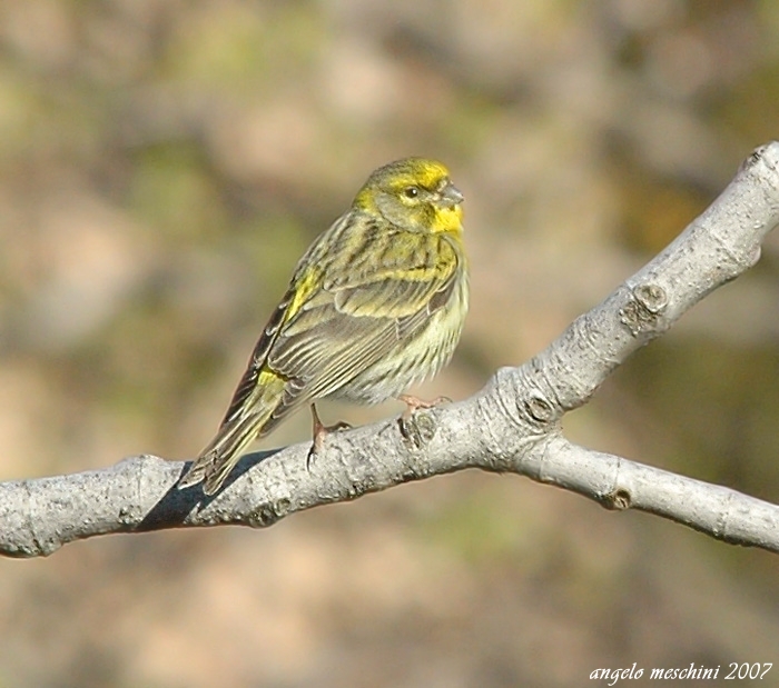 Verzellino Serinus serinus